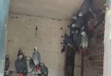 İstanbul Havalimanı’nda 309 jako türü papağana el kondu