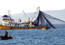 Av Yasağı Balık Fiyatlarını Yükseltti, Talep Azalmadı